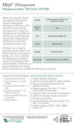 Mojo Pittosporum -Garden Plant Store Mojo Pittosporum Plant Care 48640.1640855215