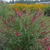 Monarch® Prince Charming Butterfly Bush