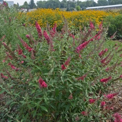 Monarch® Prince Charming Butterfly Bush