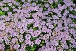 Leading Lady Lilac Bee Balm 10 Leading Lady Lilac Bee Balm -Garden Plant Store Monarda Leading Lady Lilac Blooming 81737.1551416732