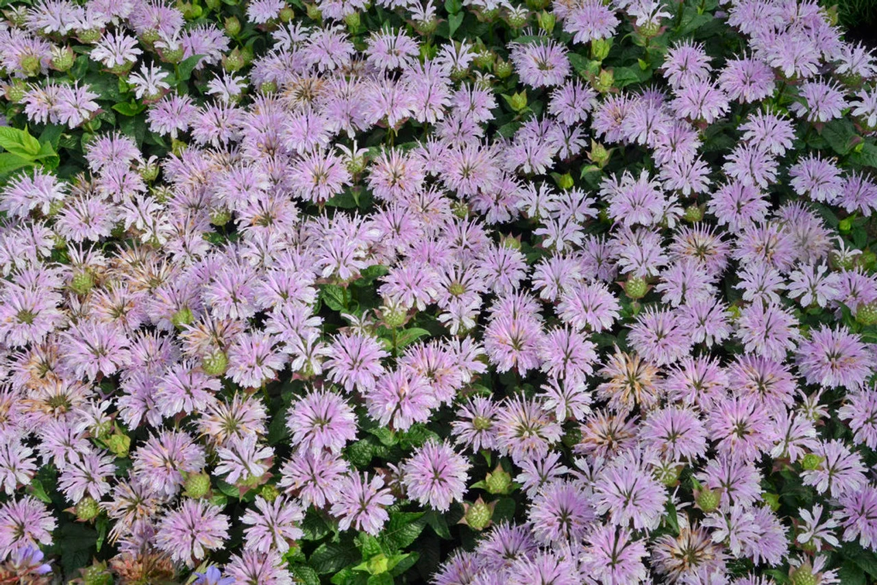 Leading Lady Lilac Bee Balm 5 Leading Lady Lilac Bee Balm - Image 3