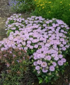 Leading Lady Lilac Bee Balm 11 Leading Lady Lilac Bee Balm -Garden Plant Store Monarda Leading Lady Lilac in Landscape 77137.1551416732