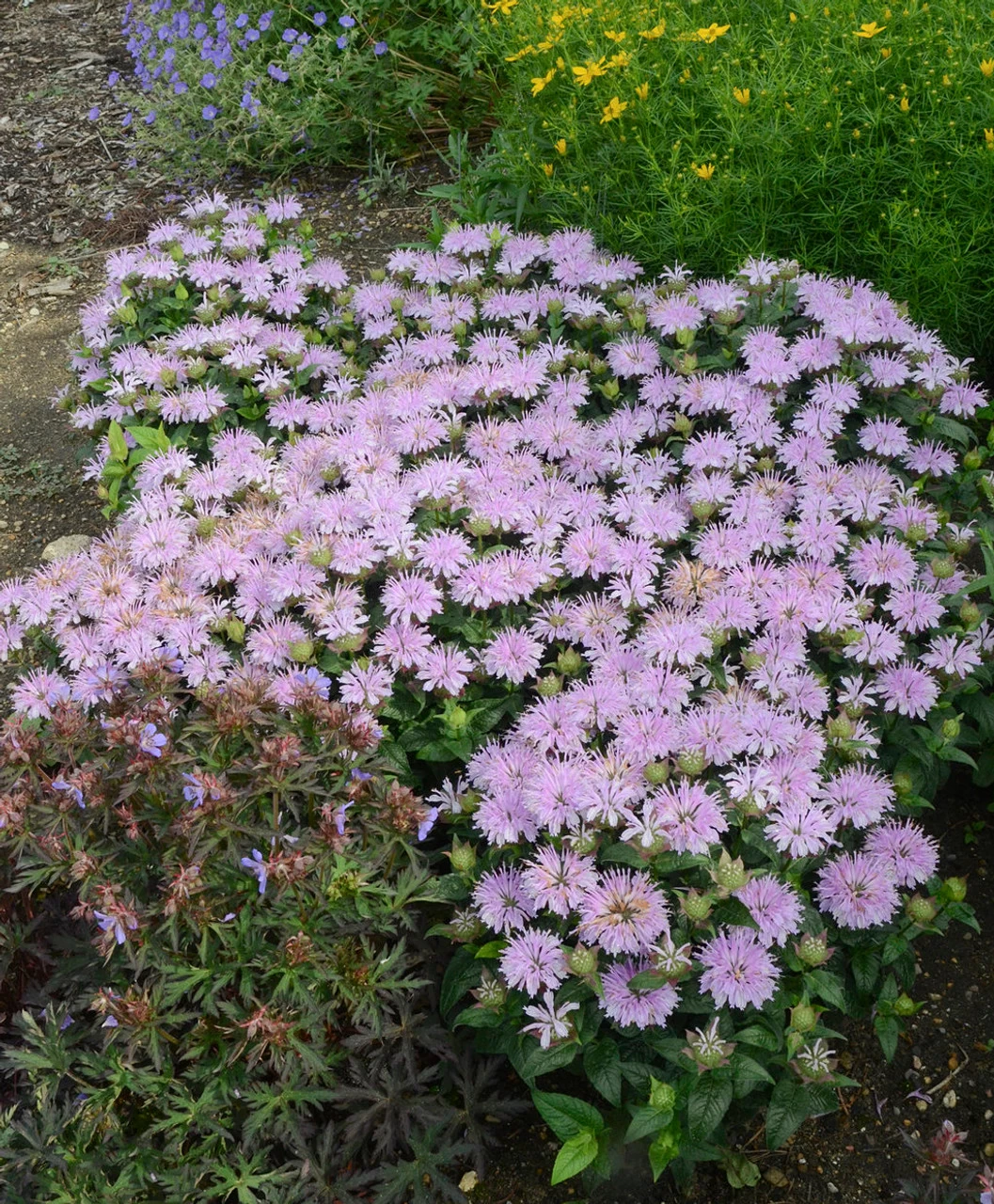 Leading Lady Lilac Bee Balm 6 Leading Lady Lilac Bee Balm - Image 4