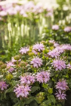 Leading Lady Lilac Bee Balm 12 Leading Lady Lilac Bee Balm -Garden Plant Store Monarda Leading Lady Lilac with Pink Blooms 37573.1551416732