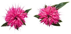 Pardon My Pink Bee Balm -Garden Plant Store Monarda Pardon My Pink Flower Up Close 17292.1551416733