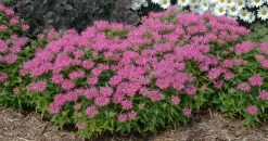 Pardon My Pink Bee Balm -Garden Plant Store Monarda Pardon My Pink in Landscape 71907.1551416733