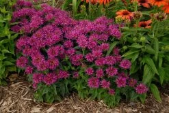 Pardon My Purple Bee Balm -Garden Plant Store Monarda Pardon My Purple Plants in the Perennial Garden 47152.1551416729