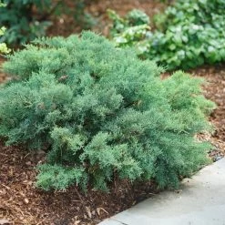 Montana Moss Juniper