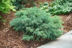 Montana Moss Juniper -Garden Plant Store Montana Moss Juniper Bush in Landscaping 31683.1549755035