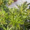 Mood Ring Podocarpus -Garden Plant Store Mood Ring Podocarpus Branches With Leaves 96355.1587916832