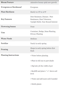 Mood Ring Podocarpus -Garden Plant Store Mood Ring Podocarpus Care Instructions 42465.1587916842