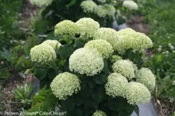 Invincibelle Limetta® Hydrangea -Garden Plant Store Mophead Invincibelle Limetta Hydrangea Flowers 79289.1517770845