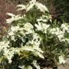 Mountain Snow Pieris 2 Mountain Snow Pieris -Garden Plant Store Mountain Snow Pieris Blooming 01819.1642396601