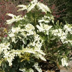 Mountain Snow Pieris