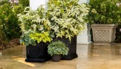 Mountain Snow Pieris -Garden Plant Store Mountain Snow Pieris in combination garden planter 25020.1640059458