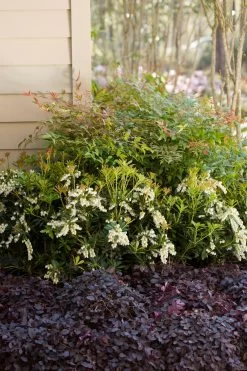 Mountain Snow Pieris -Garden Plant Store Mountain Snow Pieris in the Garden 00135.1640059462