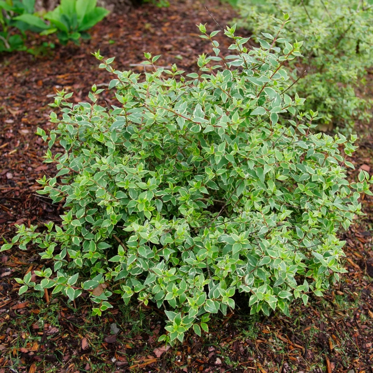 Mucho Gusto™ Abelia 5 Mucho Gusto™ Abelia - Image 3