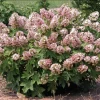 Munchkin Oakleaf Hydrangea 1 Munchkin Oakleaf Hydrangea -Garden Plant Store Munchkin Oakleaf Hydrangea Bush 02440.1692737619