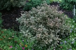 My Monet Purple Effect Weigela -Garden Plant Store My Monet Purple Effect Weigela Bush with Foliage 46922.1549755033