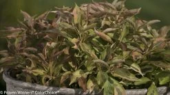 My Monet® Sunset Weigela -Garden Plant Store My Monet Sunset Weigela Leaves 17143.1523224954