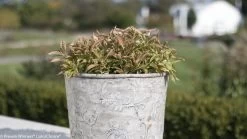 My Monet® Sunset Weigela -Garden Plant Store My Monet Sunset Weigela Shrub in Garden Planter 02886.1523224948