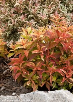 My Monet® Sunset Weigela -Garden Plant Store My Monet Sunset Weigela in the Landscaping 88323.1523224964