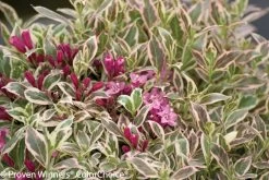 My Monet® Weigela -Garden Plant Store My Monet Weigela Bush With Variegated Leaves 88564.1523225136