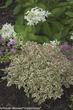 My Monet® Weigela -Garden Plant Store My Monet Weigela Shrub with Pink Variegated Leaves 63270.1523225124