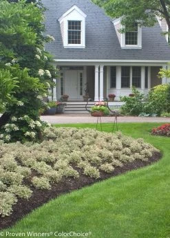 My Monet® Weigela -Garden Plant Store My Monet Weigela in Mass Plantings in the Landscaping 22773.1523225060