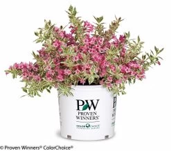 My Monet® Weigela -Garden Plant Store My Monet Weigela in Proven Winners Pot 52688.1523225066