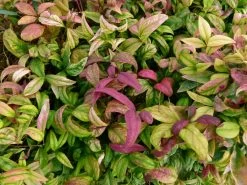 Dwarf Firepower Nandina -Garden Plant Store Naudina domestica Firepower Leaf 78203.1506995962