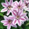 Nelly Moser Clematis -Garden Plant Store Nelly Moser Clematis Flowering 46641.1612293095