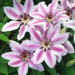 Nelly Moser Clematis