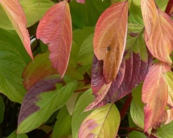 Neon Burst™ Dogwood -Garden Plant Store Neon Burst Dogwood Dried Leaves 82367.1650267741