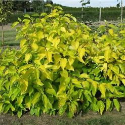 Neon Burst™ Dogwood
