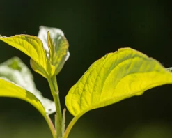 Neon Burst™ Dogwood -Garden Plant Store Neon Burst Dogwood Growing 12640.1650267760