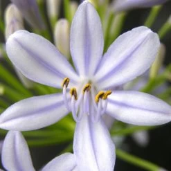 Neverland Agapanthus