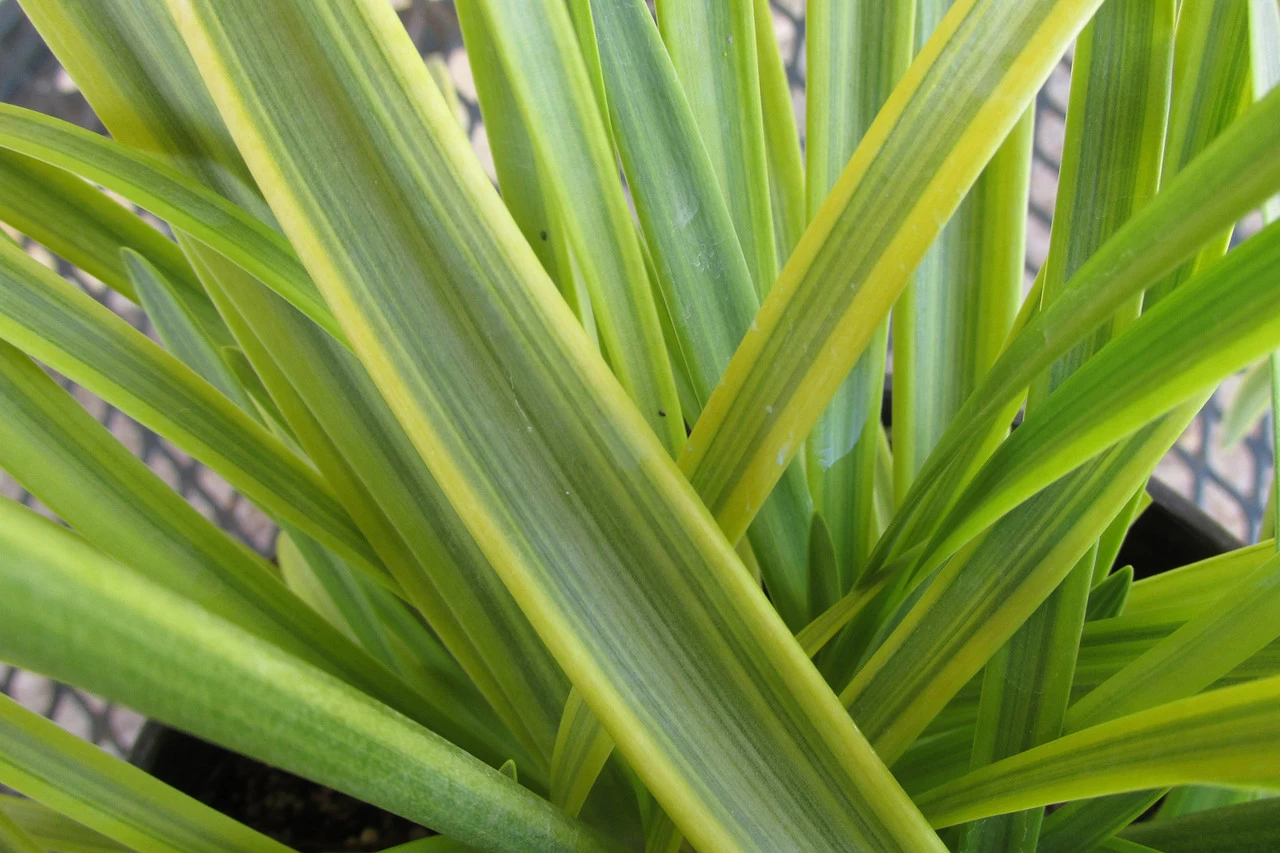 Neverland Agapanthus 4 Neverland Agapanthus - Image 2
