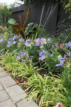 Neverland Agapanthus 10 Neverland Agapanthus -Garden Plant Store Neverland Agapanthus Garden Border 96105.1614222097