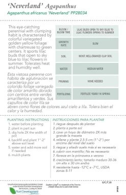 Neverland Agapanthus 12 Neverland Agapanthus -Garden Plant Store Neverland Agapanthus Plant Care 98220.1640856561