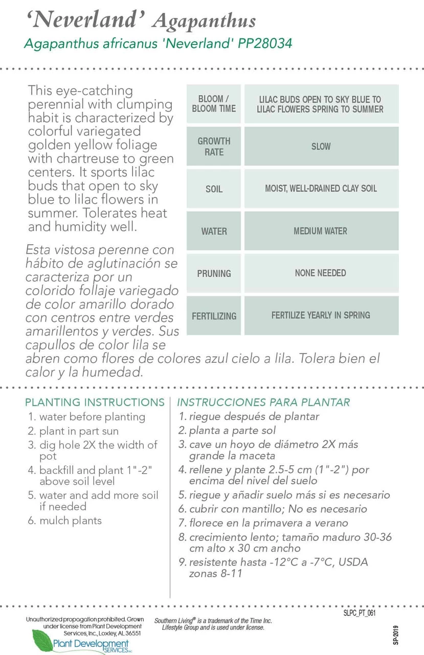 Neverland Agapanthus 7 Neverland Agapanthus - Image 5