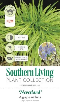 Neverland Agapanthus 11 Neverland Agapanthus -Garden Plant Store Neverland Agapanthus Plant Tag Information 48290.1640856551