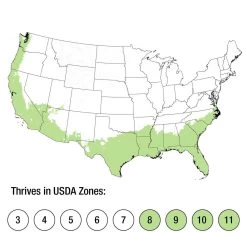 Neverland Agapanthus 13 Neverland Agapanthus -Garden Plant Store Neverland Agapanthus growing zones 00405.1640856566