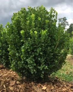 NewGen Freedom® Boxwood -Garden Plant Store NewGen Freedom Boxwood Shrub in the Garden 14175.1650395758