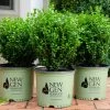 NewGen Freedom® Boxwood -Garden Plant Store NewGen Freedom Boxwoods Ready To Plant 24576.1650395745