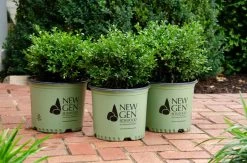 NewGen Independence® Boxwood -Garden Plant Store NewGen Independence Boxwoods in Nursery Pots 27067.1680186485