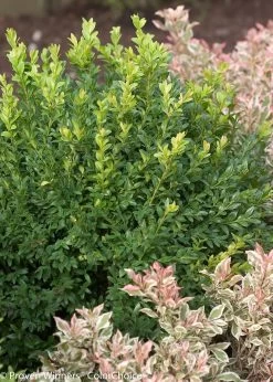 North Star® Boxwood -Garden Plant Store North Star Boxwood Foliage 68257.1519182576