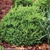 North Star® Boxwood -Garden Plant Store North Star Boxwood Shrub 66700.1519182560
