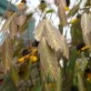 Northern Sea Oats Grass -Garden Plant Store Northern Sea Oats Grass Close Up 61939.1648316916