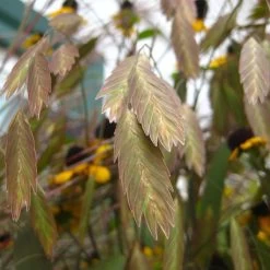Northern Sea Oats Grass